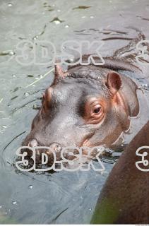 Hippo baby 0033